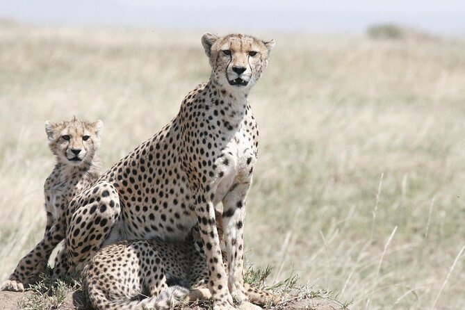 7-Day Magical Tanzania Safari -Premium High End Package - Tarangire Walking Safari With a Ranger, Then a Proper Game Drive Lunch