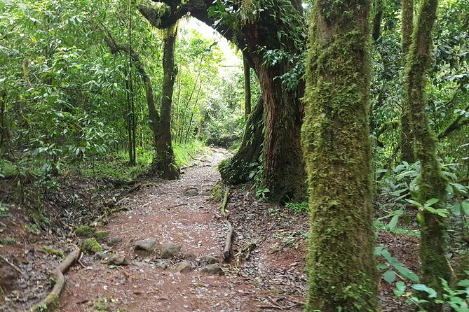 7-Day Mountain Climbing in Machame Route - Day 3: Volcanic Rocks and Barranco Camp, a Scene Change You Will Feel