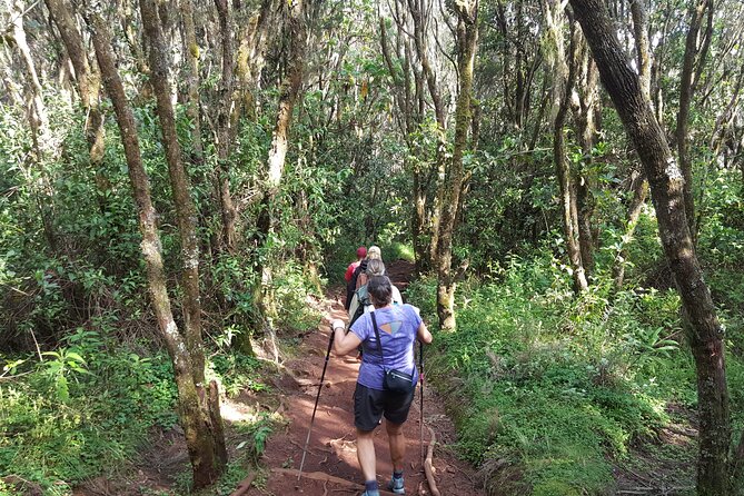 7-Day Mountain Climbing in Machame Route - Day 7: Mweka Gate Descent, Final Celebrations, and Return to Moshi or Arusha