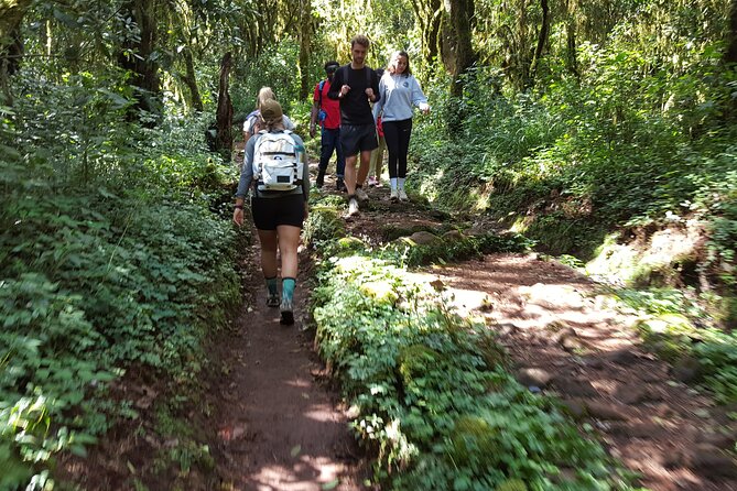 7-Day Mountain Climbing in Machame Route - Day 2: Shira Camp Views of Kibo Glacier and a Shift Into Moorlands