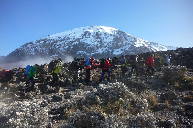 7-Day Mt. Kilimanjaro Hiking: Machame Route - Day 7 Descent to Mweka Gate and Your Certificate Moment