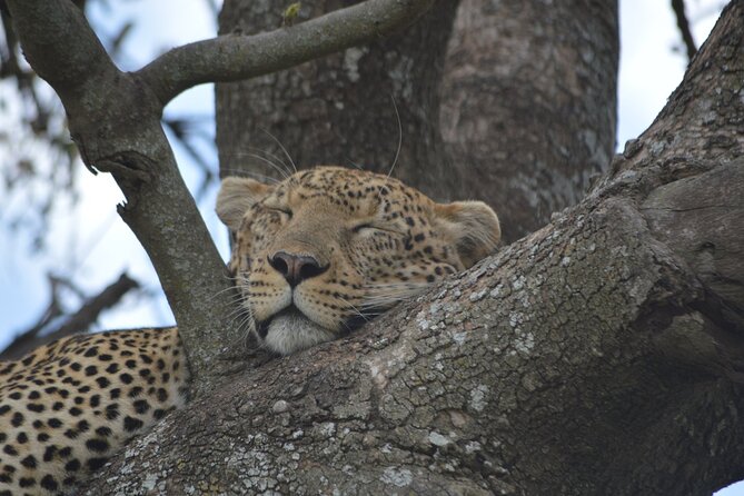 7-Day North Tanzania Classic Safari - Day 1: Kilimanjaro arrival to Arusha lodge, with a safari plan that clicks