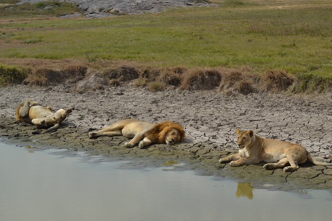 7-Day North Tanzania Classic Safari - Day 3: Lake Manyara for flamingoes, possible tree lions, and a full wildlife day