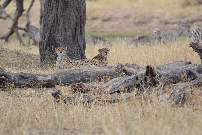 7-Day North Tanzania Classic Safari - Day 4: Serengeti entrance via Ngorongoro Conservation Area, crater views plus bumpy roads