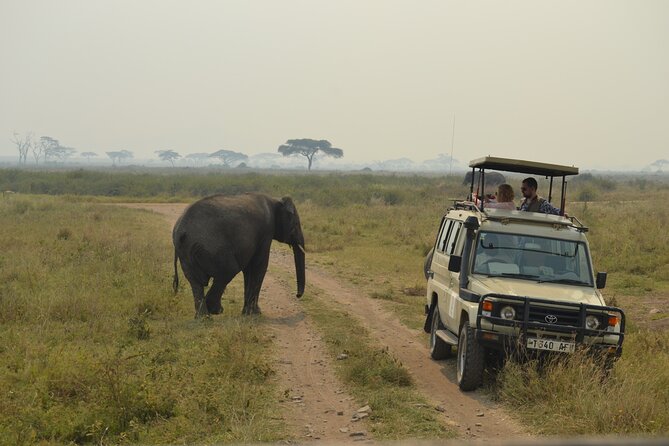 7-Day North Tanzania Classic Safari - Day 6: Ngorongoro crater drive, Olduvai Gorge, and Maasai boma culture