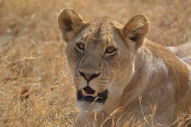 7-Day North Tanzania Classic Safari - Day 2: Tarangire National Park and Larmaku Swamp, built for elephants