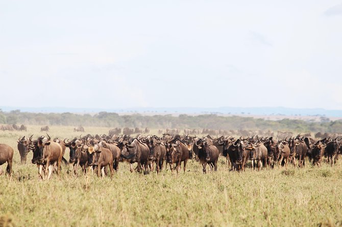 7-Day Premium Luxury Tanzania Safari All-Inclusive - Serengeti Arrival Day: The Scale Hits You on Day 4