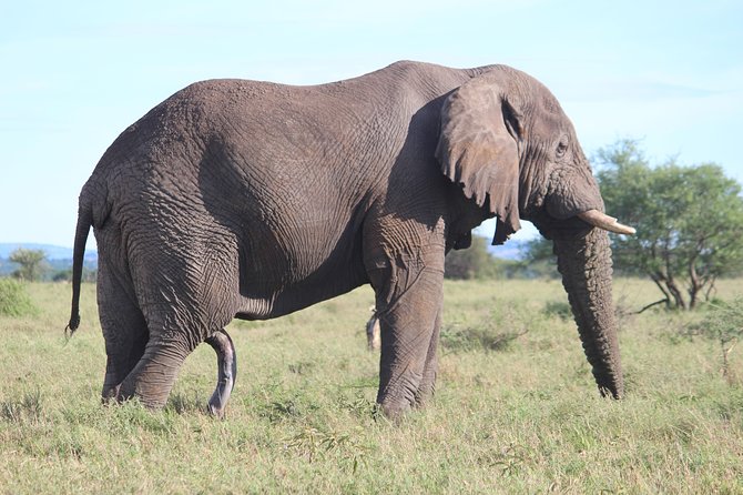 7-Day Premium Luxury Tanzania Safari All-Inclusive - Serengeti in Full: Day 5 for Predators and Migration Timing