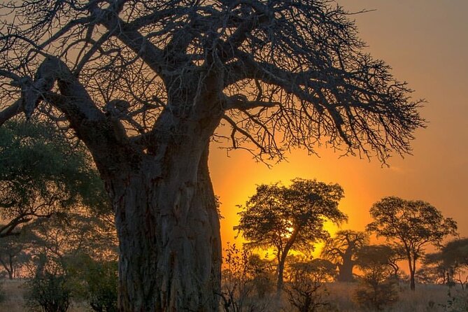 7-Day Private midrange Tour in Arusha with Airport Pickup - Key things that make this safari click