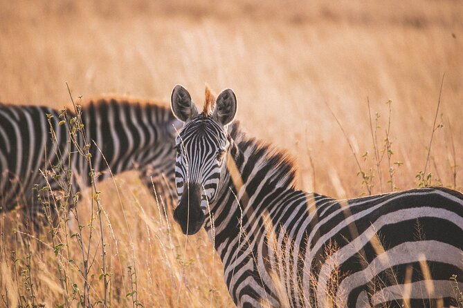 7-Day Private midrange Tour in Arusha with Airport Pickup - Arusha airport pickup and the private-safari advantage