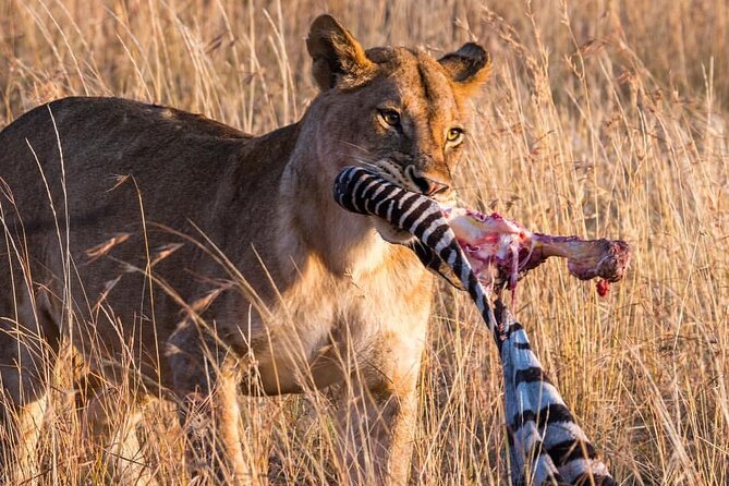 7-Day Private midrange Tour in Arusha with Airport Pickup - Serengeti National Park in the Seronera area: the plains, the water, and the long drives