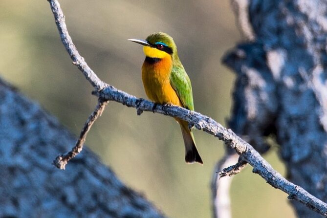 7-Day Private midrange Tour in Arusha with Airport Pickup - Private guiding: how the best safaris feel day to day
