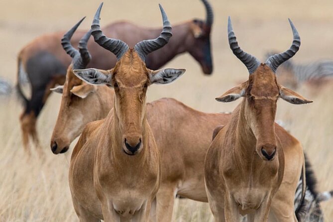 7-Day Private midrange Tour in Arusha with Airport Pickup - Price of $3,900 per person: where the value really comes from