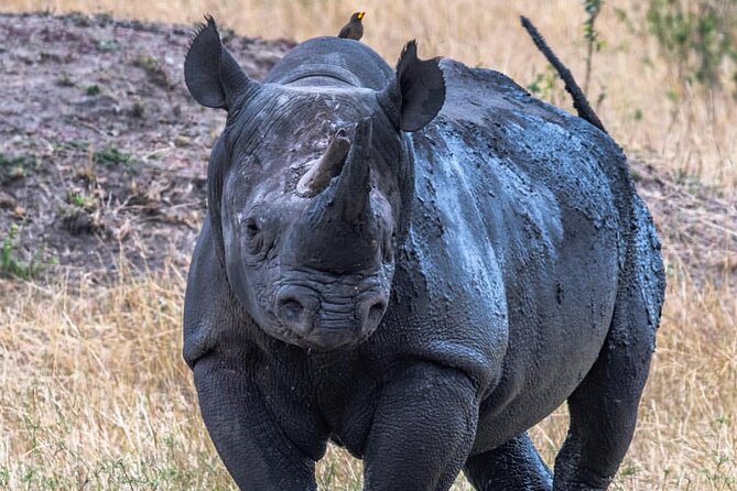 7-Day Private midrange Tour in Arusha with Airport Pickup - Lake Manyara: flamingos in season, hippos in the pond, and a different kind of wildlife