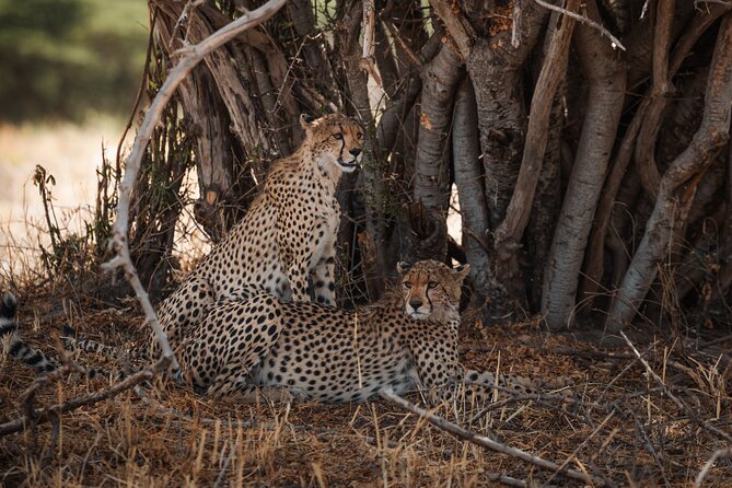 7 Day Safari in Tanzania National Parks - Day 1 in Arusha: a short bush walk and a proper Land Cruiser