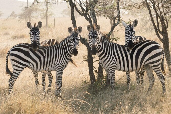 7-Day Tanzania Odyssey Safari- High End Tour - Key highlights worth your attention