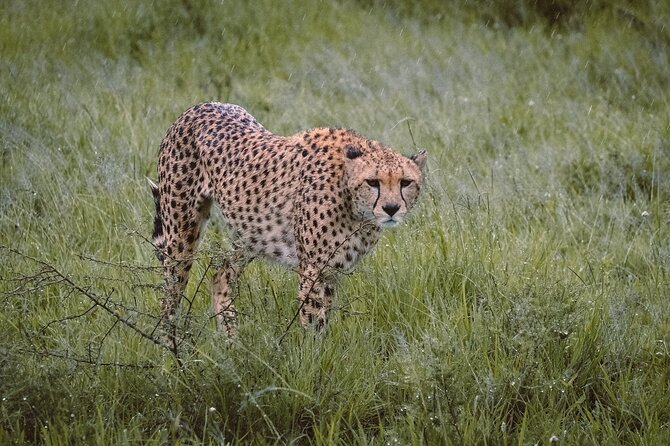 7-Day Tanzania Odyssey Safari- High End Tour - Price and what you’re actually paying for