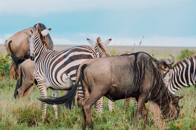 7-Day Tanzania Odyssey Safari- High End Tour - Central Serengeti (Seronera): migration season energy