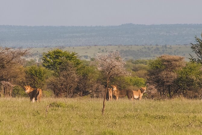 7-Day Tanzania Odyssey Safari- High End Tour - Day 7: Kogatende airstrip flight and back to Arusha