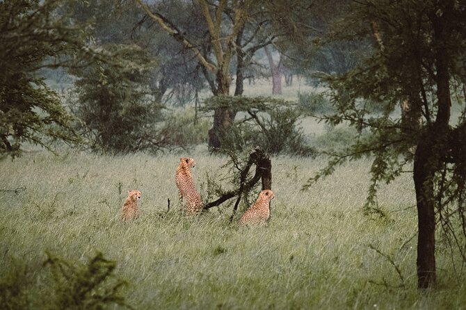 7-Day Tanzania Odyssey Safari- High End Tour - Tarangire National Park: elephants, baobabs, and tree-climbing lions