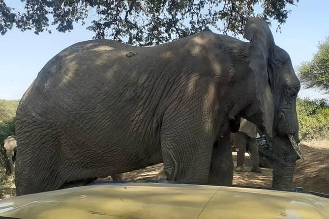 7 Day Tanzania visiting Arusha, Lake Manyara, Serengeti, Ngorongoro & Tarangire - Day 1 in Arusha National Park: ranger walk, Mount Meru setting, and picnic time