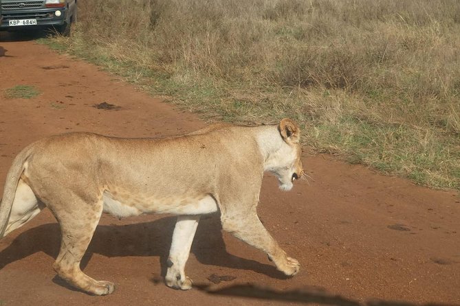 7 Day Tanzania visiting Arusha, Lake Manyara, Serengeti, Ngorongoro & Tarangire - Lake Manyara on the way back: tree-climbing lions and flamingo season luck
