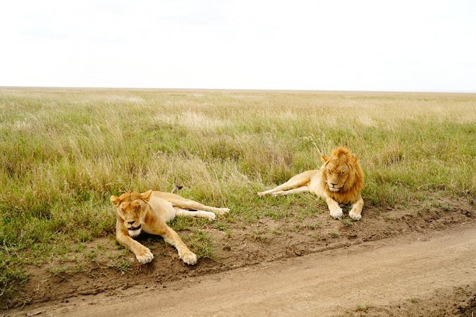 7 Day Tanzania visiting Arusha, Lake Manyara, Serengeti, Ngorongoro & Tarangire - Tarangire National Park day: baobabs, elephant herds, and river drama