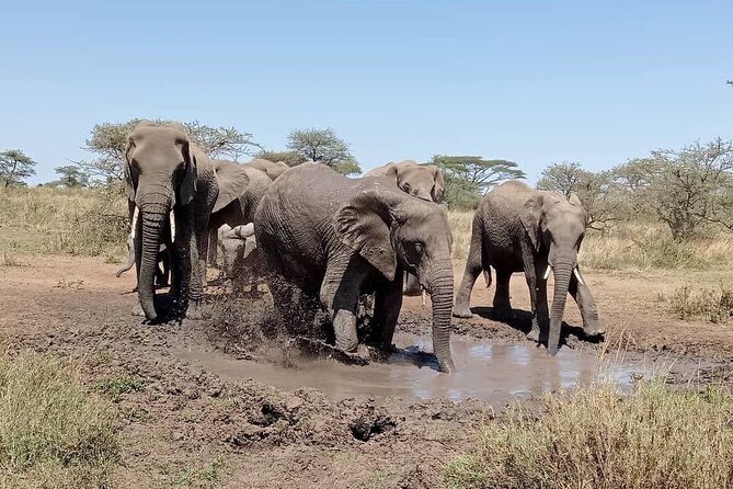 7 Day The Great Savannah Luxury Safari All Inclusive - Ngorongoro Crater: Big Five odds in a closed-world ecosystem