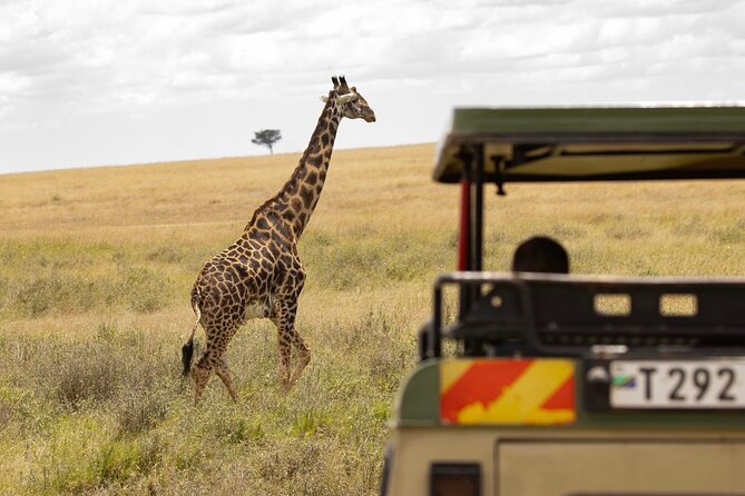 7 Days All inclusive Premium Safari Adventure in Tanzania - Should You Book Blue Mist Safaris for This Tanzania Safari Week?