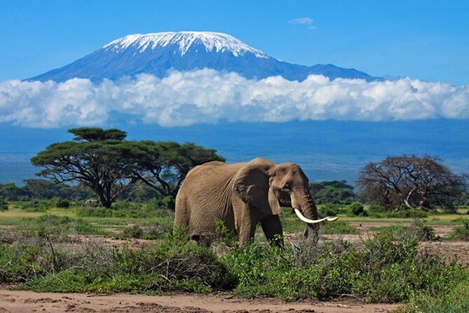7 Days Best Luxury Safari To Tanzania - Price and what you actually get for $5,900 per person