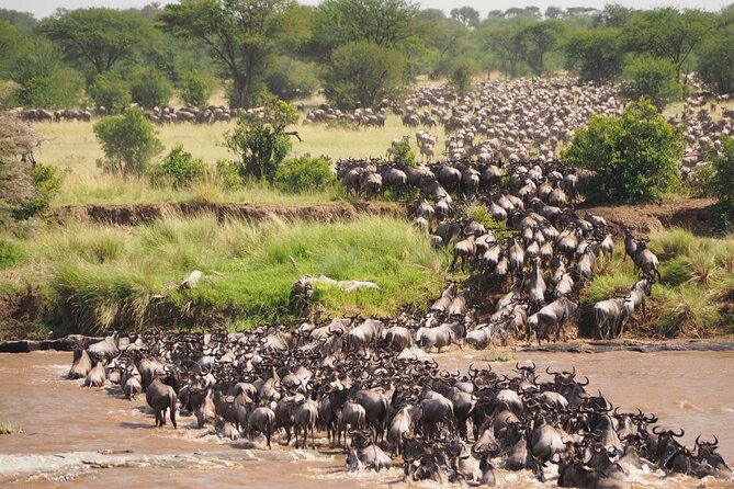 7 Days Best Luxury Safari To Tanzania - Day 3 Lake Manyara and Mto Wa Mbu: birds, lions, and a local add-on
