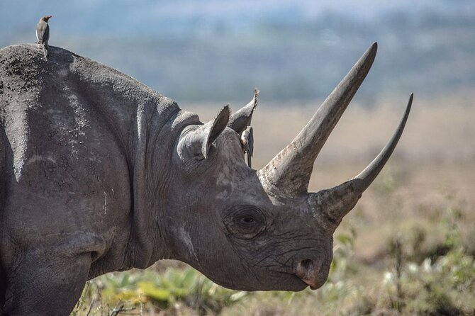 7 Days Best Luxury Safari To Tanzania - Day 4 Ngorongoro Crater: where concentration beats distance