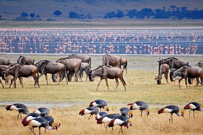 7 Days Best Luxury Safari To Tanzania - Day 6 Another Serengeti day: second chances for cats, birds, and surprises