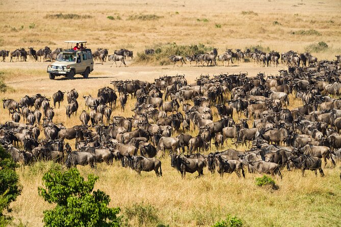 7 Days Cultural and Wildlife Safari - Day 7 Tarangire: baobabs, elephants, and a possible wild dog sighting