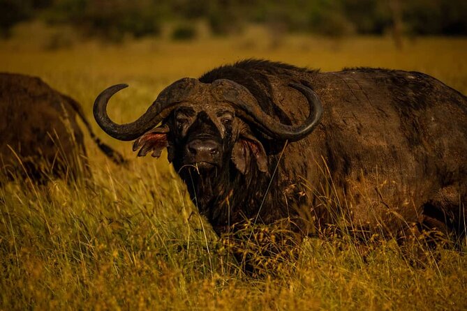 7 Days Elephant Safari Experience in Arusha - From Arusha to a calm start at Springlands Hotel