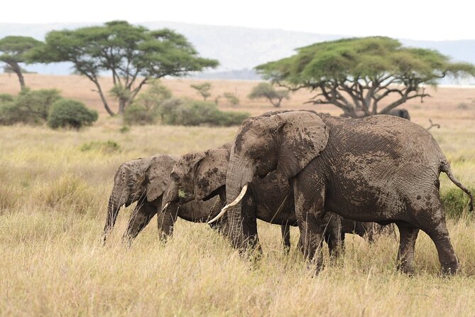 7 Days Elephant Safari Experience in Arusha - Olduvai Gorge and two Serengeti days that actually give you time (Days 3-4)