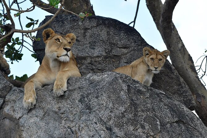 7 Days Elephant Safari Experience in Arusha - The final transfer back to Arusha, plus an easy add-on