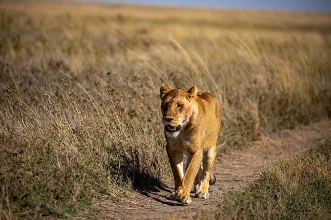 7 Days Elephant Safari Experience in Arusha - Price and value: what $2,995 buys you for 7 days