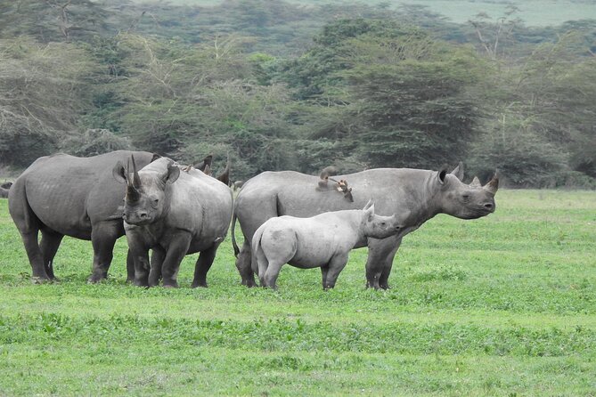 7 Days Elephant Safari Experience in Arusha - Tarangire National Park: where the elephant show gathers (Day 2)