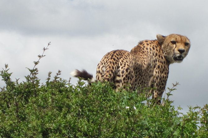 7 - Days Fascinating Tanzania Safari - A 7-Day Northern Tanzania Safari From Arusha and Moshi