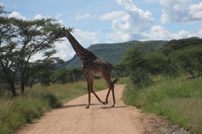 7 - Days Fascinating Tanzania Safari - Ngorongoro Crater: One Big Stop, Big Expectations