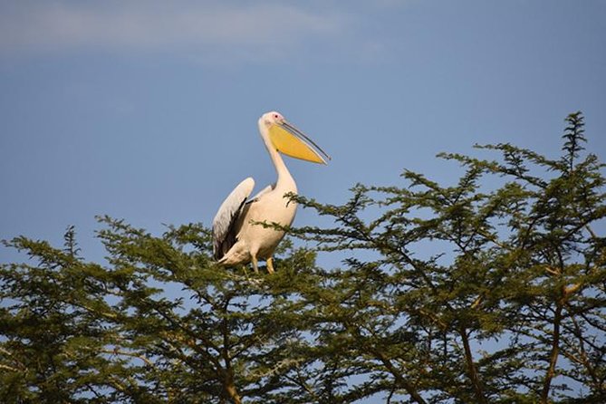 7 Days: Great Migration Mara River Crossing(manyara, Ngorongoro And Serengeti) - Day 1 in Usa River: start calm, then jump into game viewing