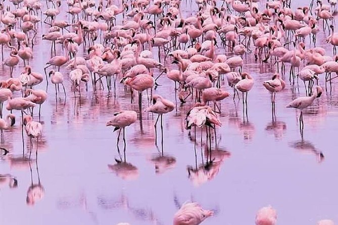 7 days great migration safari - Lake Natron first, soda-lake drama and Rift Valley escarpment driving