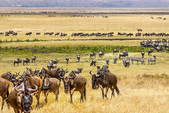 7 days great migration safari - Price and value at $4,514 per person, what’s included and why it matters