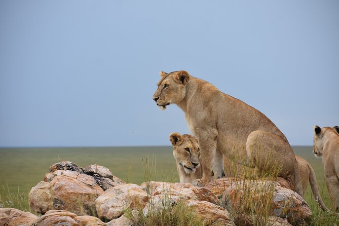 7 Days Highlight of Tanzania Mid-Range Standard - Key Highlights You’ll Care About