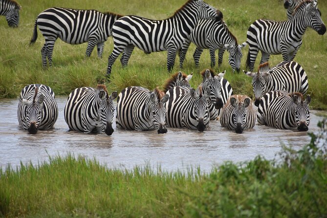 7 Days Highlight of Tanzania Mid-Range Standard - A Private 7-Day Safari Loop From Arusha