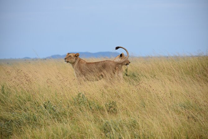 7 Days Highlight of Tanzania Mid-Range Standard - Pace, Comfort, and Meals That Keep You Moving
