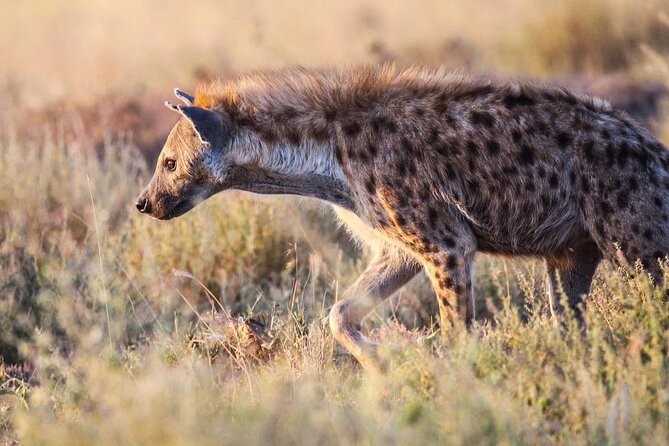 7 Days Journey of the Wildebeest – Luxury Holidays Serengeti - Getting Into Lake Manyara: Soda Lake, Elephants, and Tree-Climbing Lions