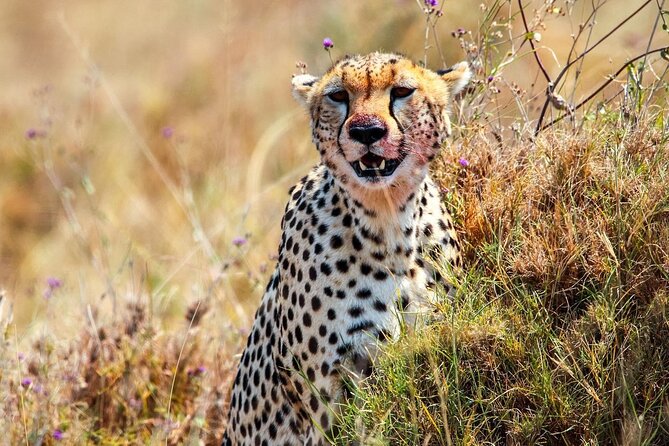 7 Days Journey of the Wildebeest – Luxury Holidays Serengeti - Serengeti in the Seronera Area: Why This Part of the Park Matters