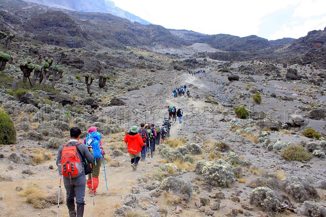 7 Days Kilimanjaro Trekking Machame Route with Professional Guide - Day 6 to Barafu Hut: the acclimatization hike and summit prep rest